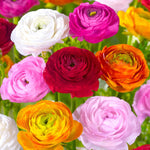 25 Ranunculus Bulbs for Spring Planting, Perennial Flowers Bulbs for Gardens, Vibrant Peony Buttercup Corms for Outdoor Borders (Multicolor Ranunculus)