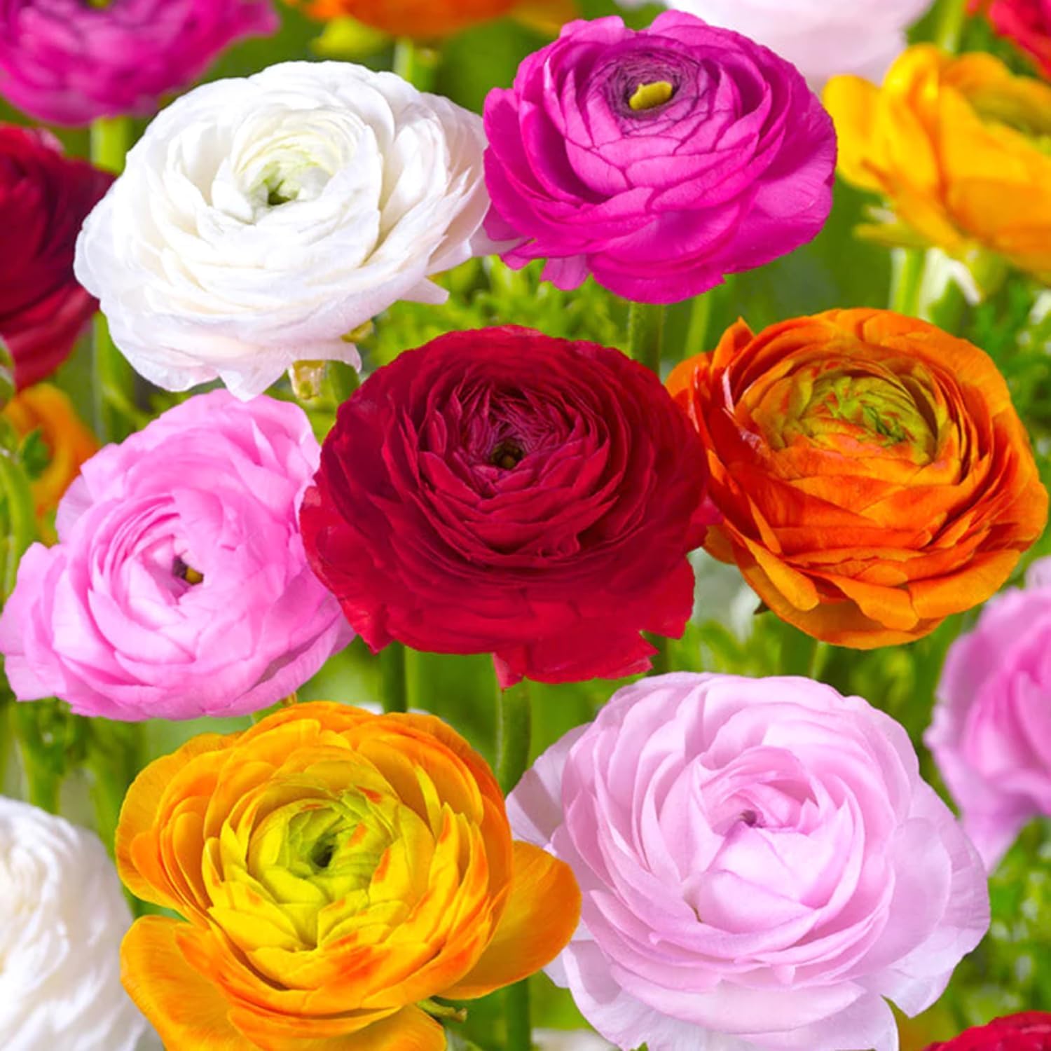 25 Ranunculus Bulbs for Spring Planting, Perennial Flowers Bulbs for Gardens, Vibrant Peony Buttercup Corms for Outdoor Borders (Multicolor Ranunculus)