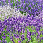 Pack 4 Lavender Plants Live, Lavandula Perennial Plants, 4-8" Height, Fragrant Perennial Flowers, No Pot (Mix Lavender)