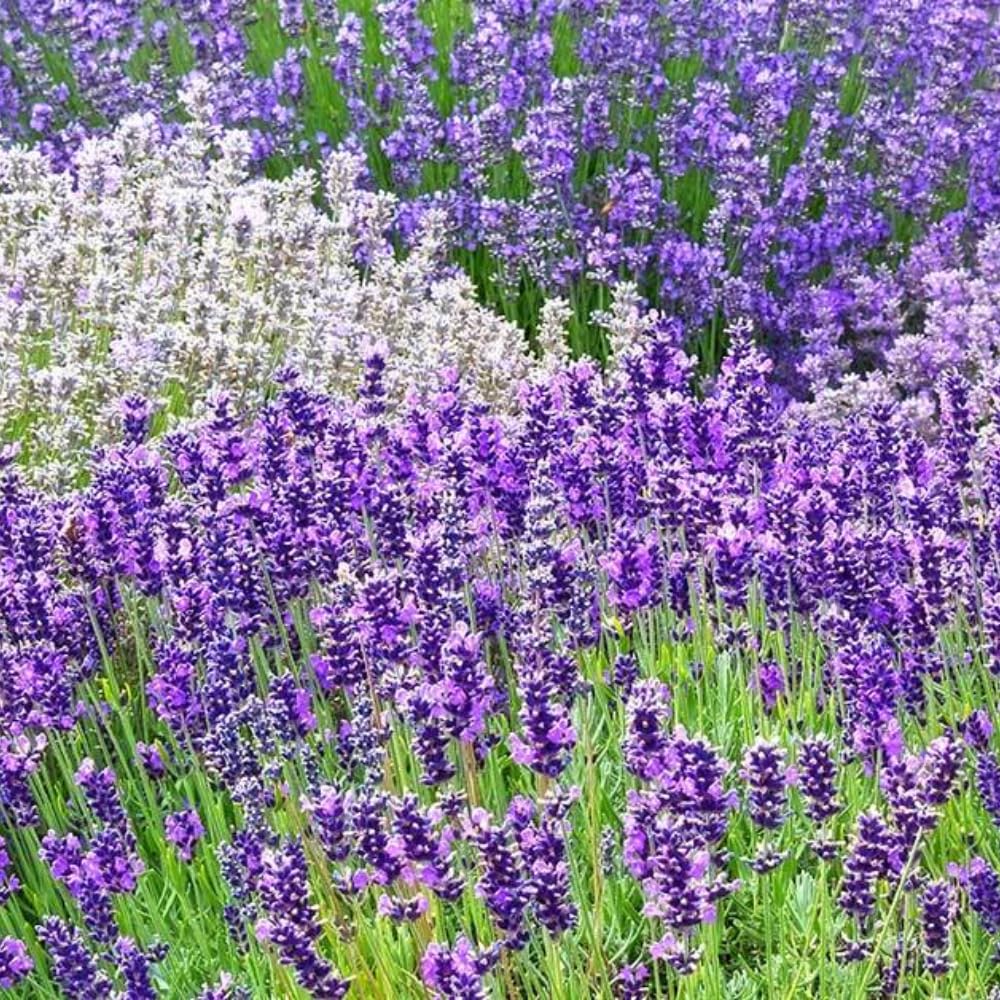 Pack 4 Lavender Plants Live, Lavandula Perennial Plants, 4-8" Height, Fragrant Perennial Flowers, No Pot (Mix Lavender)