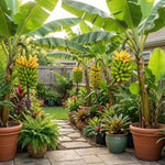 Tropical Banana Tree Live Plant, Edible Fruit, 4-6" Tall