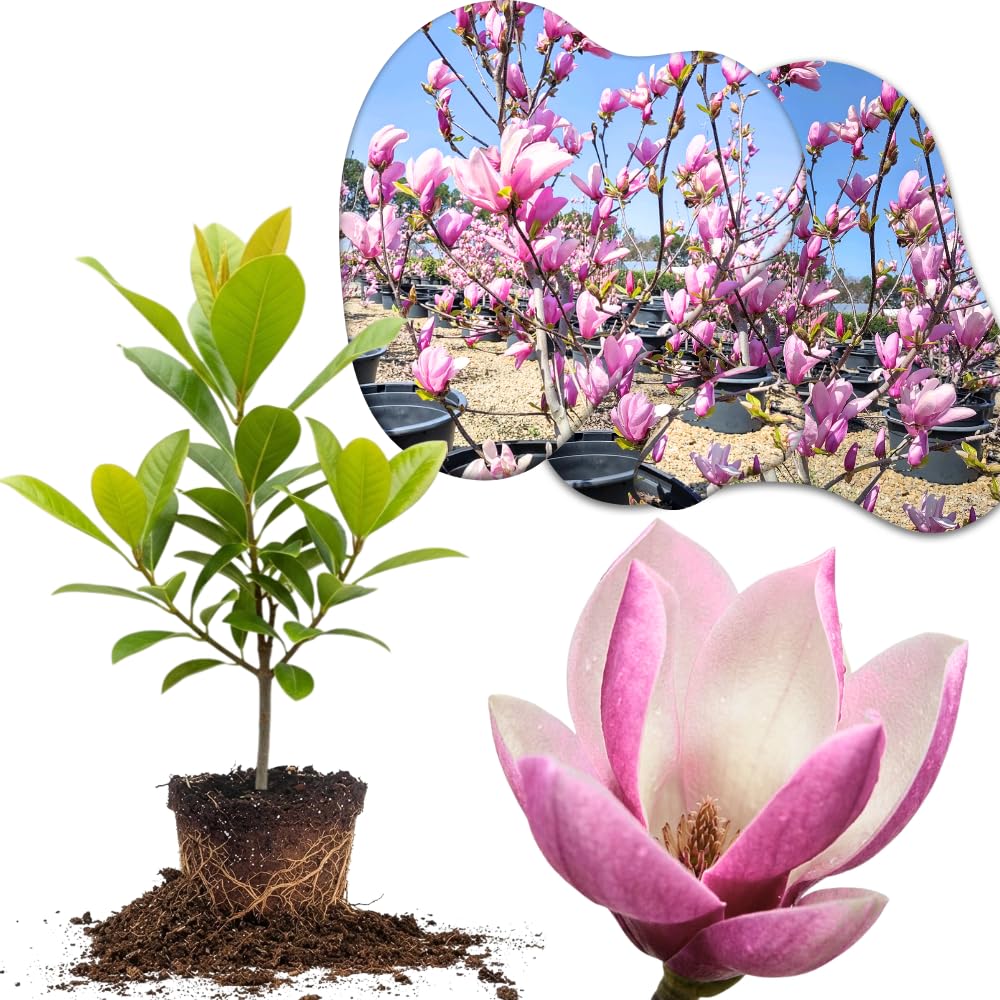 Saucer Magnolia Tree Live Plant in 2.5 Inches in Pot, Starter Plant, Fragrant Perennial Ornamental Plants Shrub for Outdoor Garden