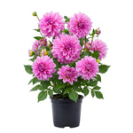 Bright Purple Dahlia Bulbs Plant, 2-3" Tall, Dahlia Flower Bulbs for Outdoor Garden, Flowering Tuber Cluster for Planting, Not Live Plant