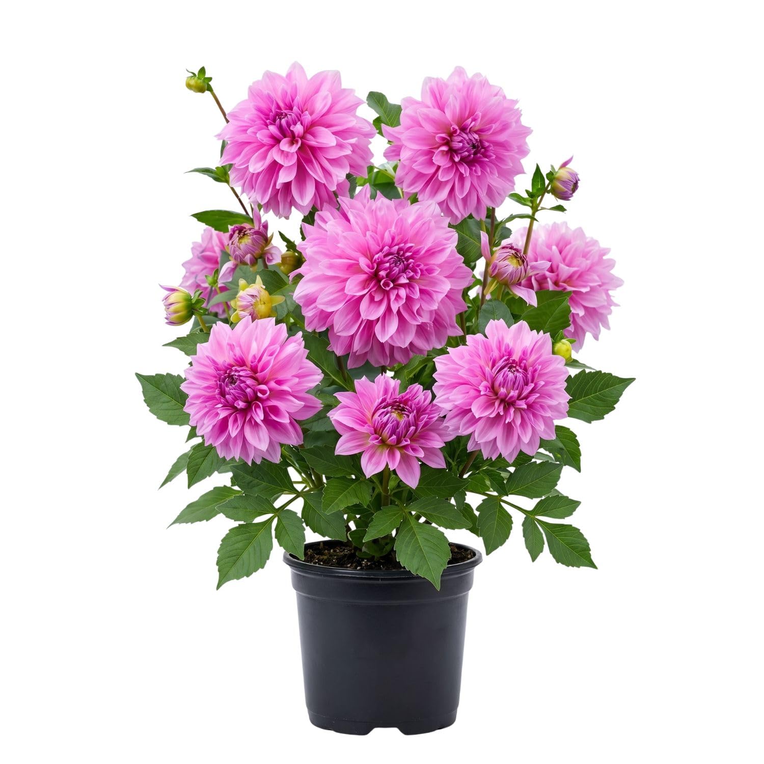 Bright Purple Dahlia Bulbs Plant, 2-3" Tall, Dahlia Flower Bulbs for Outdoor Garden, Flowering Tuber Cluster for Planting, Not Live Plant