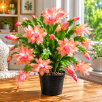 Yellow Peachy Christmas Cactus, True Thanksgiving Cactus Live Plant in 4'' Pot, Holiday Christmas Cactus for Planting