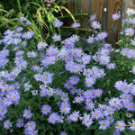 3 Asters Perennial Live Plants, Blue Aster Plants Live for Growing Outdoors, 4 to 6 Inc Tall Seedling, No Pot