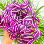Pink Wandering Jew Plants, Tradescantia Plant in 3 Inch Pot, Live Trailing Houseplant - Easy Care Indoor Wandering Jew Plant
