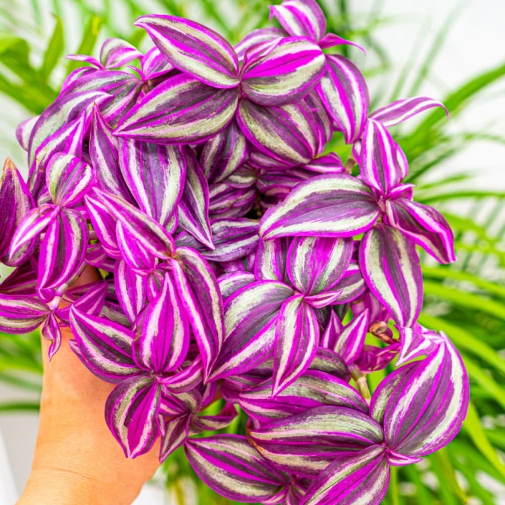 Pink Wandering Jew Plants, Tradescantia Plant in 3 Inch Pot, Live Trailing Houseplant - Easy Care Indoor Wandering Jew Plant
