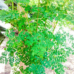2 Dwaft Moringa Trees Plants Live, Moringa Plants Live for Growing Indoor Outdoor, 6 to 8 Inc Tall
