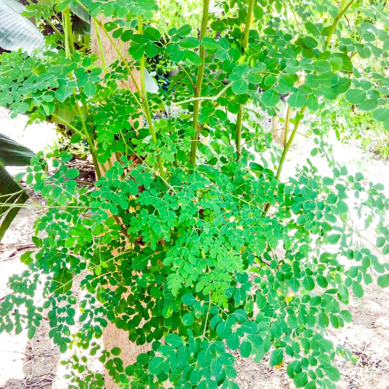 2 Dwaft Moringa Trees Plants Live, Moringa Plants Live for Growing Indoor Outdoor, 6 to 8 Inc Tall