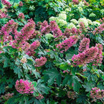 Reblooming Hydrangea Flowers, Hardy Hydrangea Plant Live Bush Shrub, 5-8" Tall Well-Rooted for Garden, Change Colors (Ruby Hydrangea)