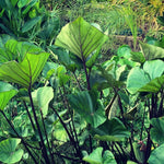 Elephant Ear Plants, Rare Colocasia Plant Live, Perennial Esculenta Taro Alocasia 4-8 Inch Tall, Indoor Outdoor Garden (Black Stem)