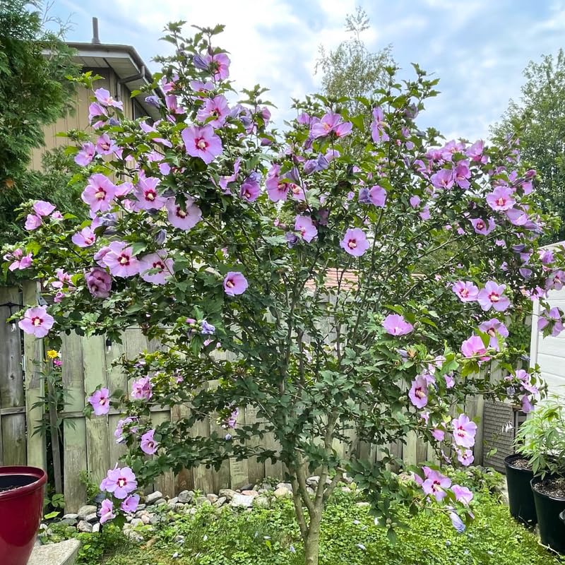 Live Rose of Sharon Plant 6-13" Tall, Althea Hibiscus Bush Well Rooted, Hardy Fragrant Hibiscus Syriacus Flowering Plant - Purple Blooms