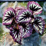Begonia Plants Live, Rare Begonias Indoor Growing, Hanging Basket, Starter 5 to 9 Inc Tall (Fire)