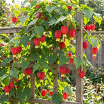 2 Abutilon Lantern Plants Live, Red Abutilon Plants 2-5 Inches Plugs, Ornamental Plants for Garden, Patio Containers and Indoor Decor