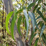2 Lemon Eucalyptus Live Plants, Fragrant Eucalyptus Herb for Garden and Patio Containers, 2-5 Inches Tall Plugs