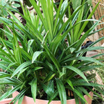 Pandan Plant Live, Pandanus Amaryllifolius Live Plant, 5 to 7 Inc Tall, Well Rooted Outdoor Garden