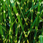 Ornamental Grass Seedlings Live Plant, Fully Rooted Pruned Back to 5 to 9 Inc in Tall Grasses Live Plants Perennial (White Green Grass)