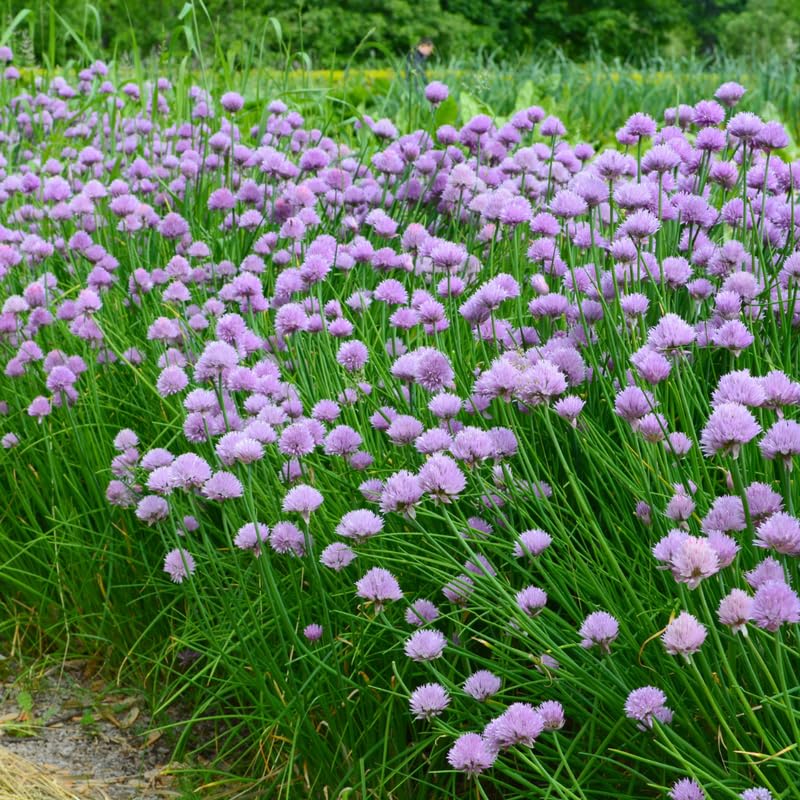 Set 10 Chives Live Plants 2-5 Inches, Hardy Chives Vegetable Plants, Heirloom Leeks Plants Ready to Grow Outdoor