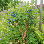 Blue Haskap Honeyberry Live Plant for Planting, Honeyberrie Plant Live 5-8 Inches Tall, Cold Hardy Fruit Bush for Home Garden