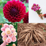 2 Dahlia Bulbs for Spring Planting, Dahlia Bulbs for Planting Indoor and Outdoor (Red)