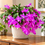 2PPP Purple Christmas Cactus Live Plant, Holiday Flowering, 3 Inches Pot