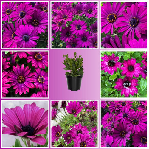 2 Osteospermum Plants Live, Purple African Daisy Flower Plants 4 Inc Potted, 2 Plants per Pot Garden Annual Flowering Plant Live, Purple Flower