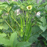 Okra Vegetable Plants Live, 3–5 Inch Tall, Green Okra Plants for Backyard Garden, Seedlings Grow Indoor Outdoor