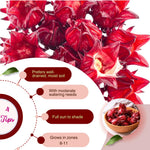 Red Roselle Hibiscus Plants Live in 4" Pot, Sabdariffa Roselle Hibiscus Flowers for Planting, 4-7 Inches Tall