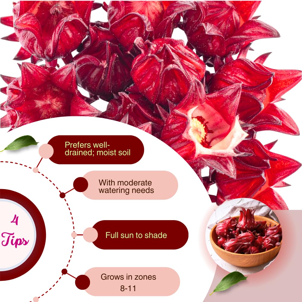 Red Roselle Hibiscus Plants Live in 4" Pot, Sabdariffa Roselle Hibiscus Flowers for Planting, 4-7 Inches Tall