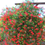 Set 2 Red Honeysuckle Plants Live, Live Coral Honeysuckle Plants 5-9" Tall, Honeysuckle Vines Bushes for Planting, Climbing Honeysuckle