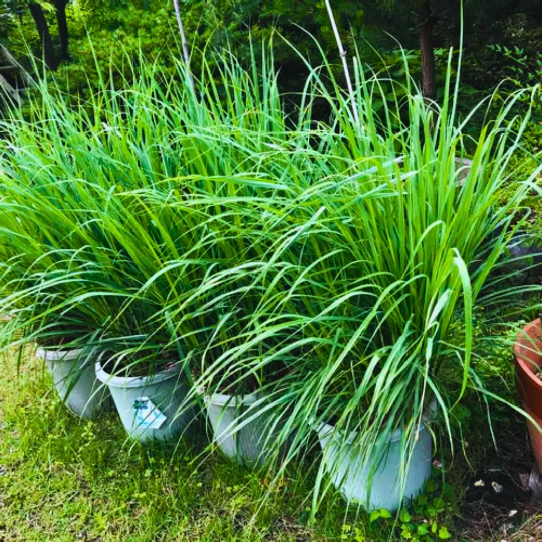 Set 2 Lemon Grass Live Plants, 10 Inc Tall from Bottom Pot, Live Lemon Grass for Outside Planting, Lemongrass Plants, Live Lemongrass Plants Indoor Outdoor