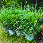 16 Stalks Lemongrass Plants Live Well Rooted, No Pot Lemon Grass Tree Perennial Indoor Outdoor, Starter 3-7 Inches Tall