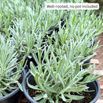 Pack 4 Lavender Plants Live, Lavandula Perennial Plants, 4-8" Height, Fragrant Perennial Flowers, No Pot (Provence Lavender)