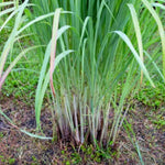 Set 10 Fresh Stalks Lemon Grass Plants for Outside, Well-Rooted Live Lemongrass Plants for Outdoor Planting, Lemongrass Herb Plants