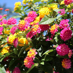 Set 4 Trailing Lantana Plants Live for Planting, Fragrant Lantana Live Plant to Grow Indoor Outdoor, Lantana Flowers Perennial, 4-8" Tall (Mix Lantana)