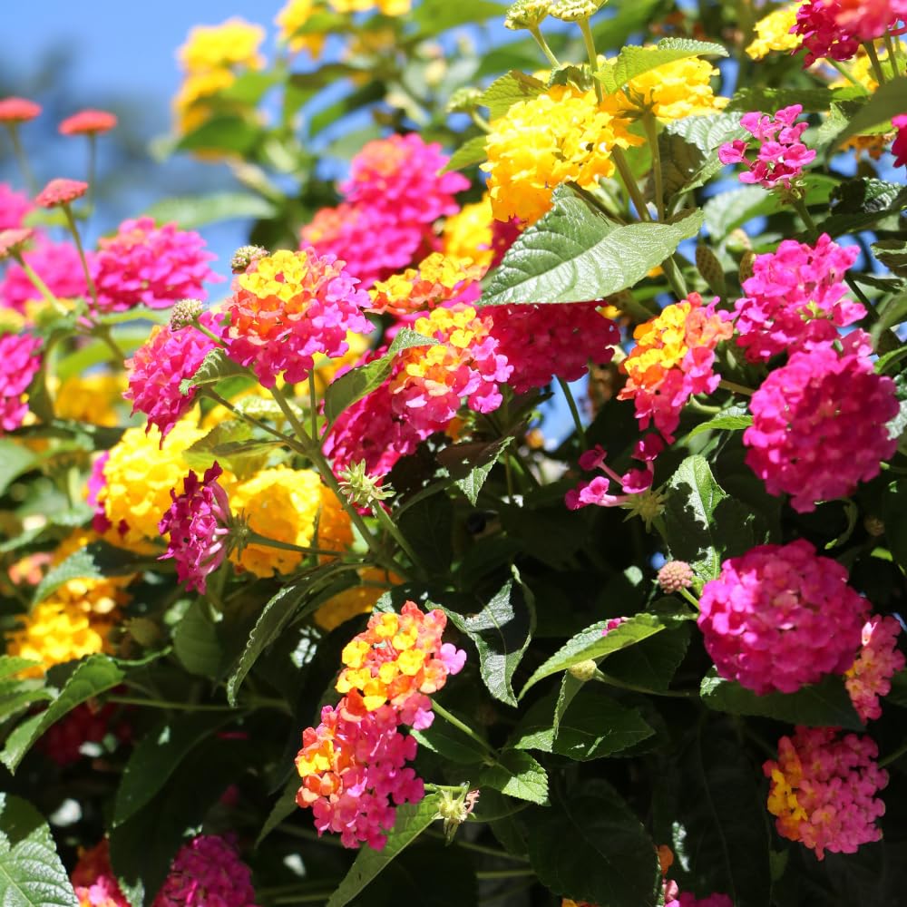 Set 4 Trailing Lantana Plants Live for Planting, Fragrant Lantana Live Plant to Grow Indoor Outdoor, Lantana Flowers Perennial, 4-8" Tall (Mix Lantana)