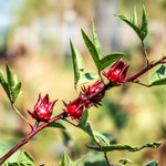 Sabdariffa Roselle Hibiscus Live Plant in 4 Inch Pot, Jamaican Red Roselle Starter, Hardy Live Flowering Plant for Outdoor Garden