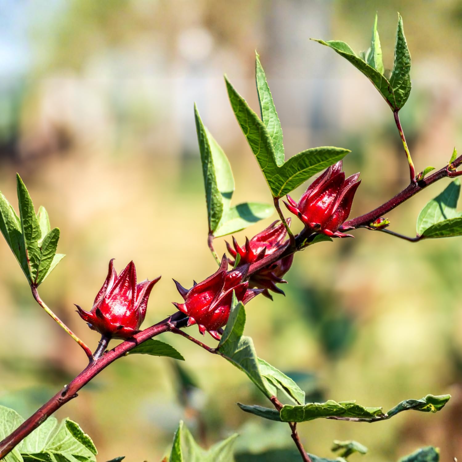 Sabdariffa Roselle Hibiscus Live Plant in 4 Inch Pot, Jamaican Red Roselle Starter, Hardy Live Flowering Plant for Outdoor Garden