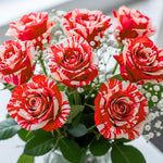 Fourth of July Climbing Rose Live Plant, 6 Months Old Starter, Fragrant Purple Climbing Roses for Planting Outdoor, No Pot