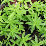 Set 2 of Lemon Verbena Plant Live, Fragrant Herb Shrub for Outdoor Gardening, Full Rooted from 2 to 5 Inches Tall