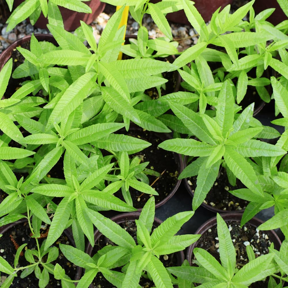 Set 2 of Lemon Verbena Plant Live, Fragrant Herb Shrub for Outdoor Gardening, Full Rooted from 2 to 5 Inches Tall