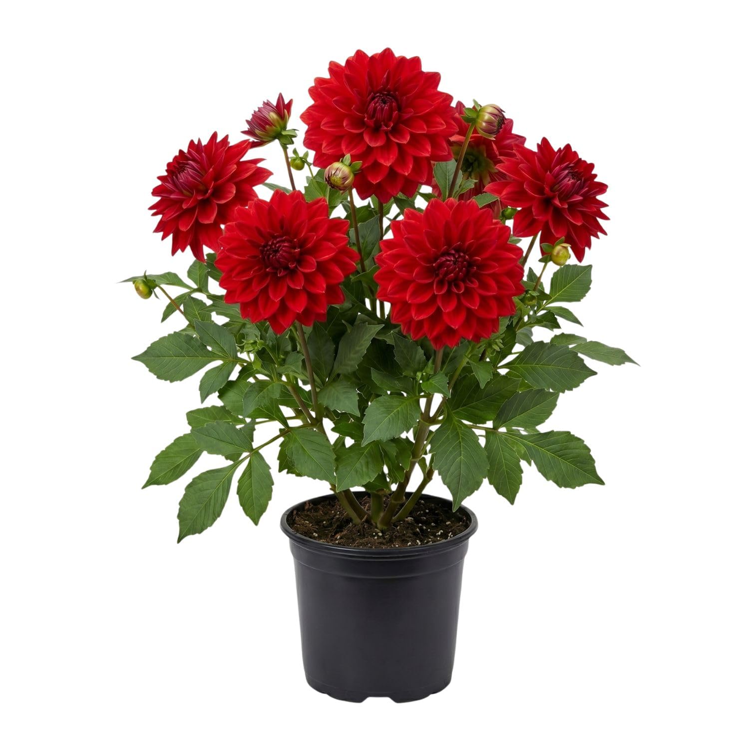 Red Dahlia Bulbs Pant, 2-3" Tall, Dahlia Flower Bulbs for Outdoor Garden, Flowering Tuber Cluster for Planting, Not Live Plant