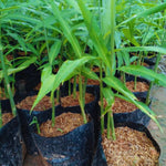 4 Ginger Plants Live for Planting, Live Ginger Plants, 4 to 6 Inches Tall, Ginger Live Plant, Live Plant Ginger, Herb Plants for Garden