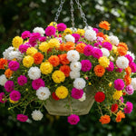 Portulaca Moss Rose Plants Live, 4 to 6 Inc Tall, Live Moss Rose Plant, Mix Portulaca Flower Ground Cover Plant