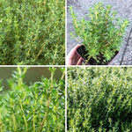 Thyme Live Plant 4 Inch Tall, Fragrant Green Tree, Herb Plant for Indoor or Outdoor Growing (French Thyme)