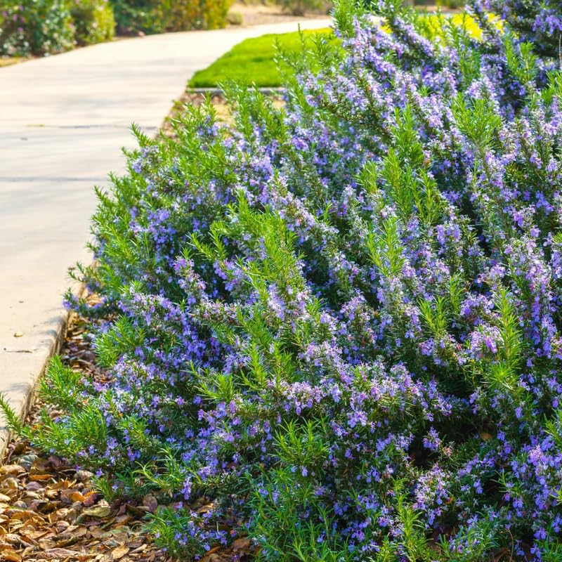 Set 3 Blue Rosemary Live Plants, Hardy and Fragrant Rosemary Herb Plant 4-8 Inches, Indoor Outdoor Growing