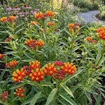 3 Red Milkweed Plant Live, Asclepias Tuberosa Butterfly Bush, 4-8"
