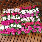 3 Random Vinca Flower Plants, Minor Periwinkle Live Plants for Outdoor Planting, Bloom in 4 Inches Pot, Can Grow as Trailling Plant