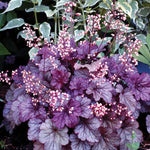 Pack 3 Heuchera Plants Live, Coral Bells Plants 4-7” Tall for Shade Gardens, Borders, Pots, Heuchera Perennials Seedlings (Purple Heuchera)